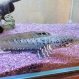 チャンナ・オルナティピンニスの現地を再現するための飼育環境