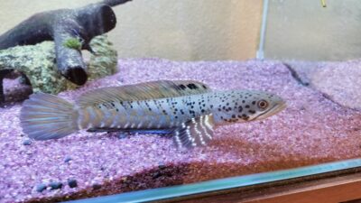 チャンナ・オルナティピンニスの現地を再現するための飼育環境